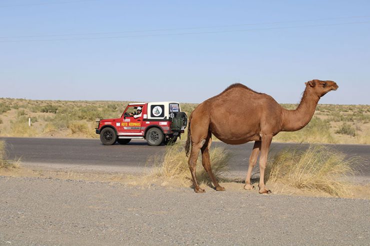 SJ410 - Camelos Turquemenistão